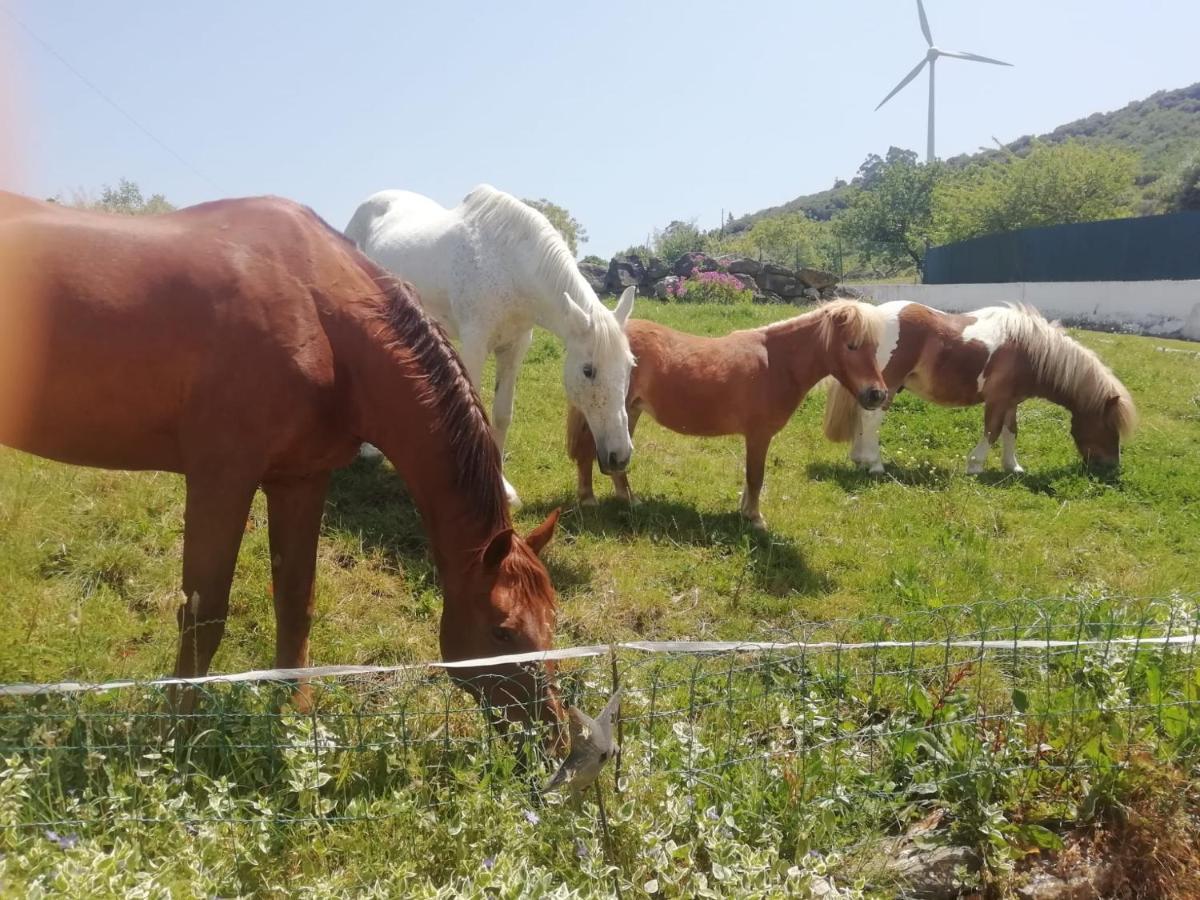 Casinha De Ferias No Campo - Quintinha Dos Cavalos - Arruda Dos Vinhos Sabugos Exteriör bild