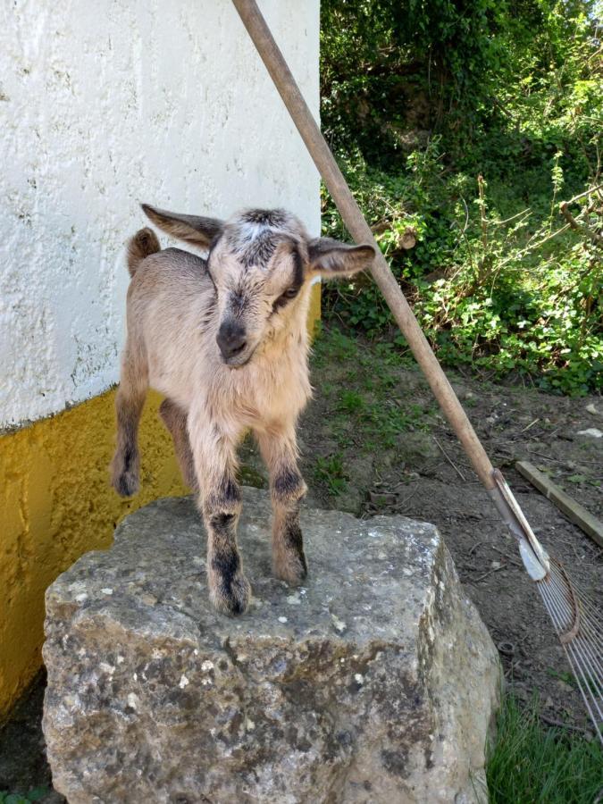 Casinha De Ferias No Campo - Quintinha Dos Cavalos - Arruda Dos Vinhos Sabugos Exteriör bild